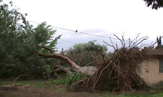 Tornado winds can uproot mature trees